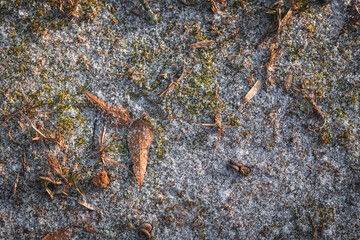 Snow ice on footpath with branches and autumn leaves. background texture.