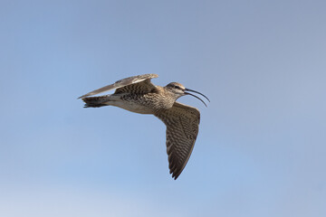 Whimbrel