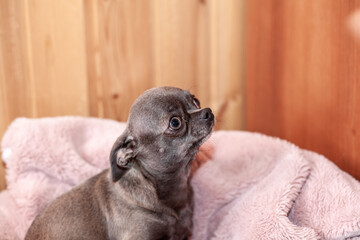 A close-up image shows a cute chihuahua puppy of a domestic mammal breed lying relaxing on a bed....