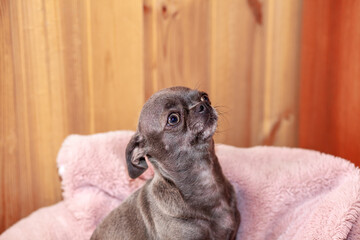 A close-up image shows a cute chihuahua puppy of a domestic mammal breed lying relaxing on a bed....