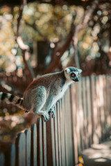 Lemur sentado de perfil