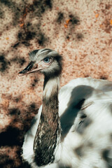 Avestruz ojos azules