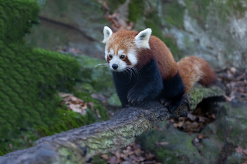 Red panda straddling a wooden branch on a blurred background. Looking ahead.(Ailurus fulgens)