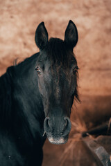 Caballo Retrato