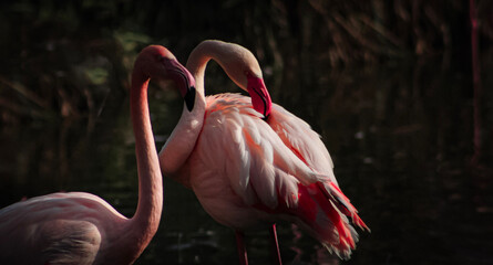 Naklejka premium flamingo in the water
