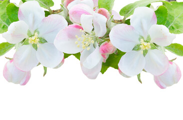 Fototapeta premium Apple tree blossom
