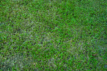 Top view natural real grass  field background texture, shot from above. abstract background.
