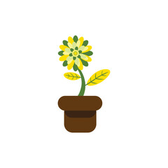 yellow flower in pot on white background very suitable for additional elements
