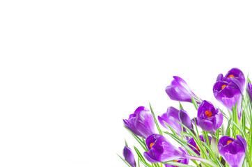 Violet crocus flowers