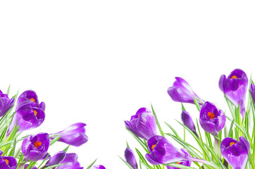 Violet crocuses isolated, png file with transparency