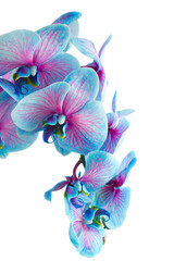 stem of blue orchids