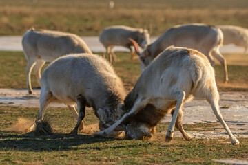 Obraz premium Saiga antelopes or Saiga tatarica fight in steppe near waterhole in winter