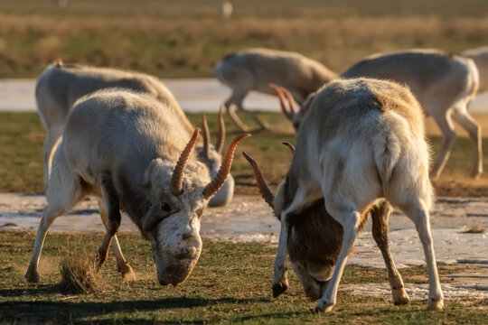 Saiga antelopes or Saiga tatarica fight in steppe near waterhole in winter