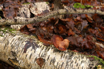 Fototapeta na wymiar tree bark and mushroom