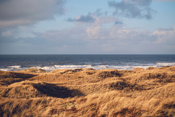 Grass dunes at the coast of Denmark. High quality photo
