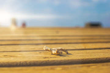 A Coral piece found on an exotic beach, travel tourism concept,  tourist places