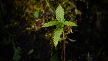 Young wild cannabis plant on a dark natural background. Selective focus.