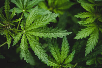 A plant of marijuana on a blurred natural background. Selective focus.