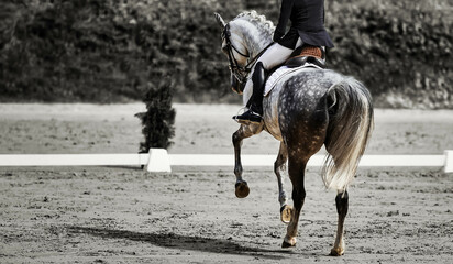 White dressage horse with rider changing canter, photographed from behind with a view of the left...