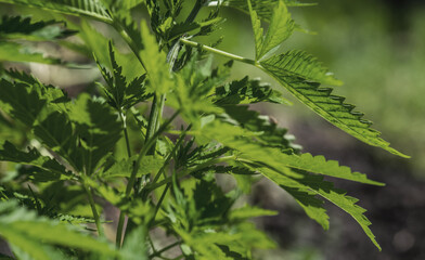 A thickets marijuana plant on a natural background. Selective focus.
