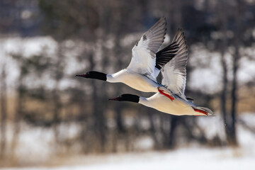 Common Merganser 