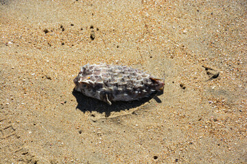 dead fish