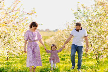 mom and dad with little daughter have fun and walk in a blooming spring garden. 