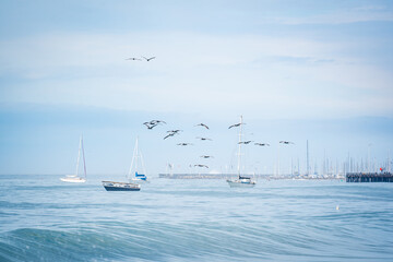 sailing boat in the sea with seagulls flying above