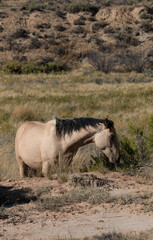 Wild Horse in the Wyoming Desert in Autumn