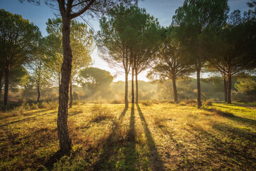 Misty landscape of pine forest near the marshes of the Doñana National Park in Huelva, Spain