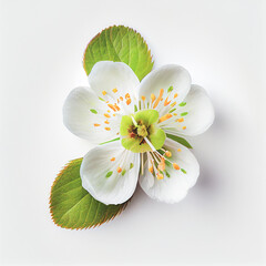 Top view a Apple blossom flower isolated on a white background, suitable for use on Valentine's Day cards