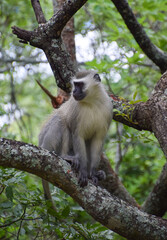A wild male vervet monkey in his natural habitat in Zimbabwe