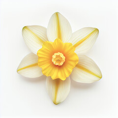 Fototapeta na wymiar Top view a Daffodil flower isolated on a white background, suitable for use on Valentine's Day cards