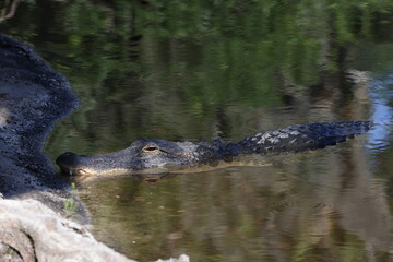  Alligator   Myakka River State Park Florida USA