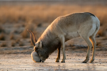 Saiga antelope or Saiga tatarica drinks in steppe near waterhole in winter