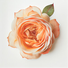 Top view a Tea Rose flower isolated on a white background, suitable for use on Valentine's Day cards