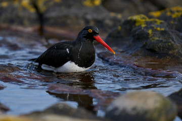 Magellanic Oystercatcher (Haematopus leucopodus) bathing in a shallow pool on the coast of Carcass Island in the Falkland Islands.