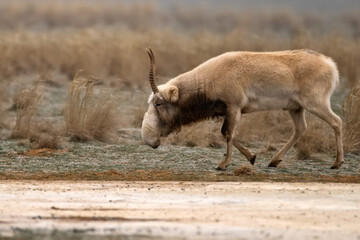 Saiga antelope or Saiga tatarica stands in steppe near waterhole in winter