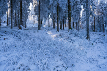 Forest covered with snow on the Großer Feldberg/Germany on a sunny day