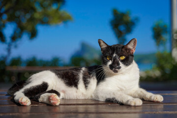 Calico cat with green eyes sit on the floor
