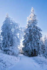 Coniferous trees covered with snow and ice on the Großer Feldberg in the Taunus/Germany under a blue sky