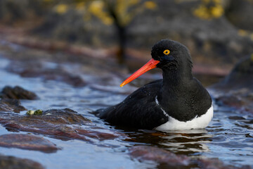 Magellanic Oystercatcher (Haematopus leucopodus) bathing in a shallow pool on the coast of Carcass...