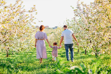 Fototapeta premium mom and dad with little daughter have fun and walk in a blooming spring garden. 