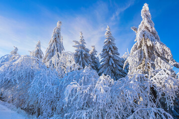 Coniferous trees covered with snow and ice on the Großer Feldberg in the Taunus/Germany under a...