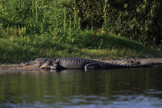 รูปภาพGators – เลือกดูภาพถ่ายสต็อก เวกเตอร์ และวิดีโอ111,530 | Adobe Stock