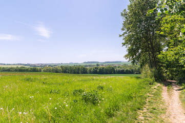 beautiful green meadow with hiking path and tree under a blue sky in spring summer