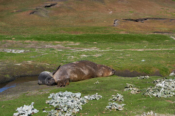 Southern Elephant Seal (Mirounga leonina) pup on the coast of Carcass Island in the Falkland Islands.