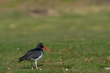 Magellanic Oystercatcher (Haematopus leucopodus) on the coast of Carcass Island in the Falkland Islands.