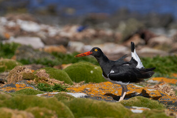 Magellanic Oystercatcher (Haematopus leucopodus) on the coast of Carcass Island in the Falkland Islands.
