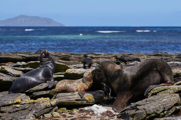 Group of Southern Sea Lion (Otaria flavescens) on the coast of carcass Island in the Falkland...